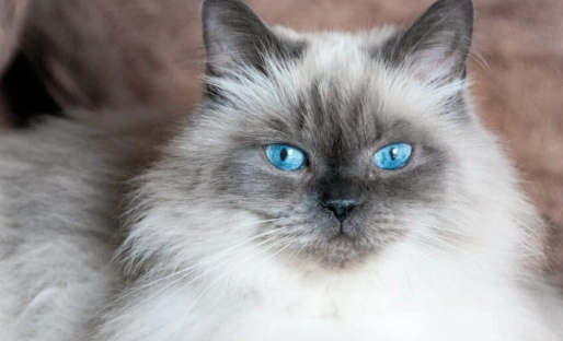 himalayan cat personality