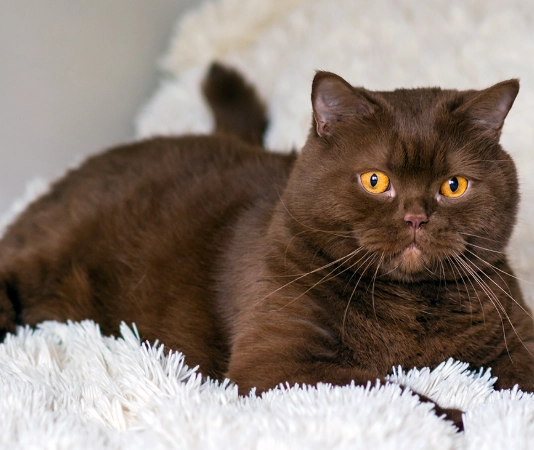 brown cat personality