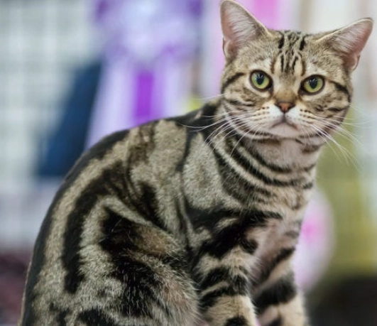 tabby cat health issues tabby cat health issues