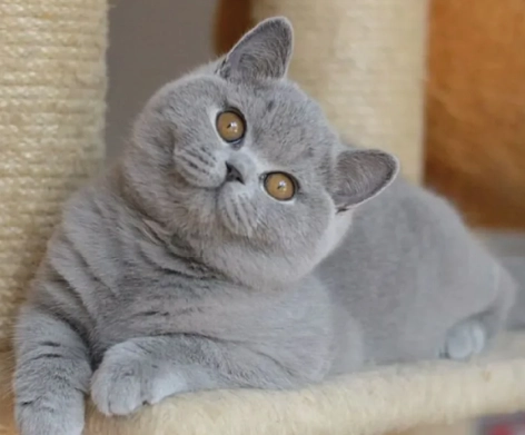 British Shorthair personality British Shorthair personality