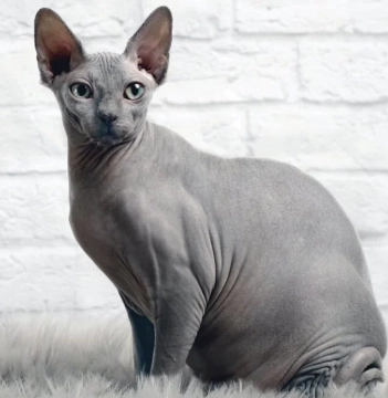 hairless cat breeds