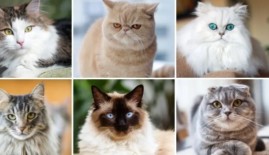 cat breeds