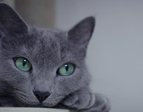 hypoallergenic cat hypoallergenic cat