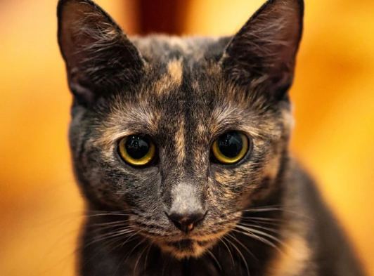 tortoiseshell cat care