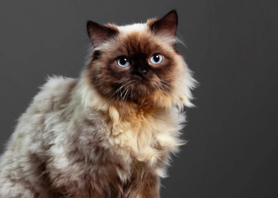 himalayan cat care