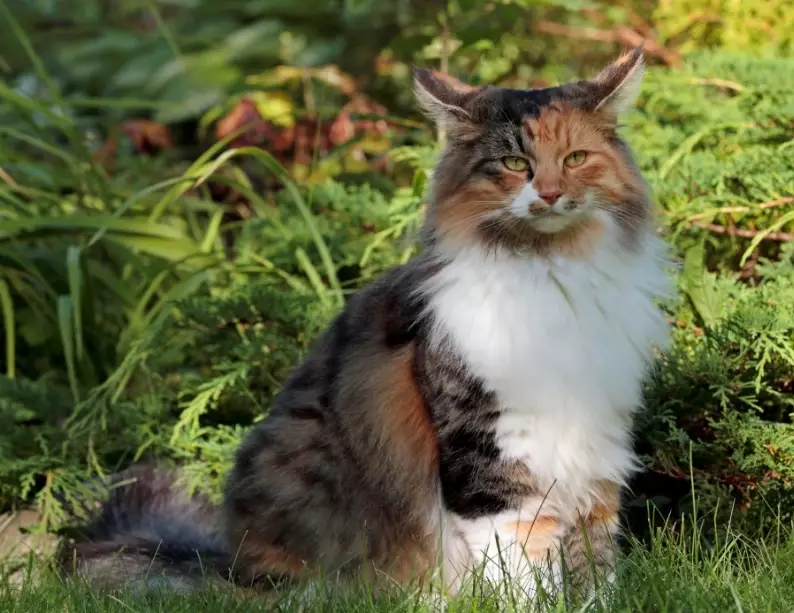 Norwegian Forest Cat