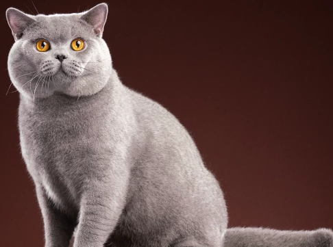 British Shorthair personality British Shorthair personality