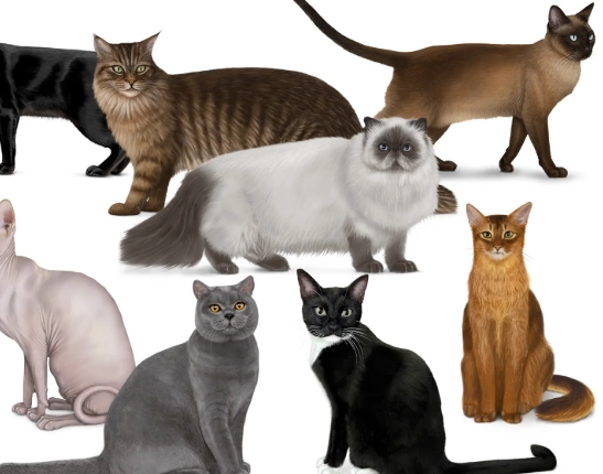 different kinds of cats