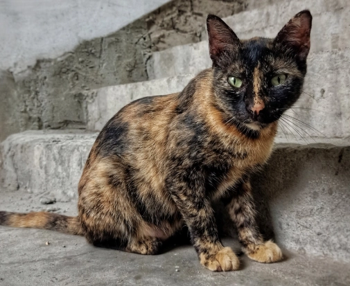 tortoiseshell cat personality