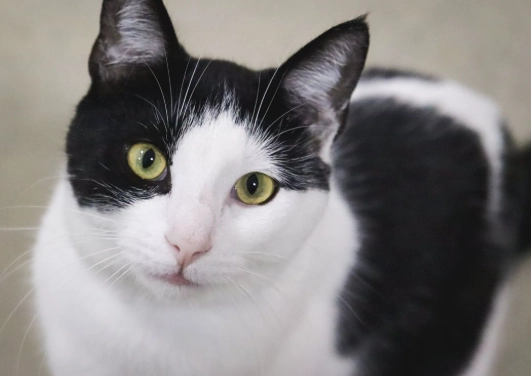 tuxedo cat personality