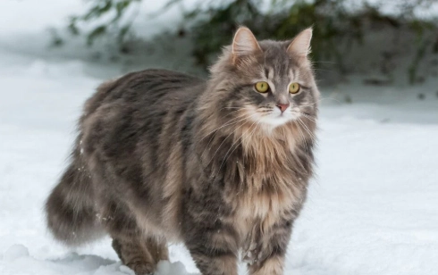 Siberian cat hypoallergenic Siberian cat hypoallergenic