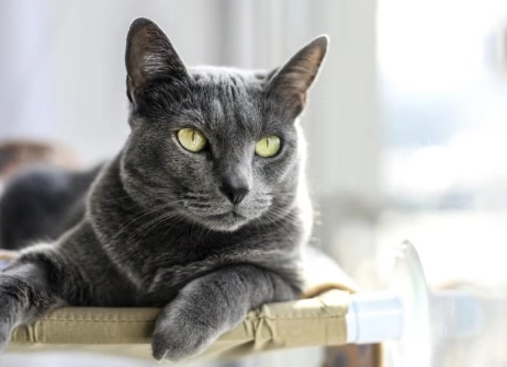 russian blue cat personality russian blue cat personality