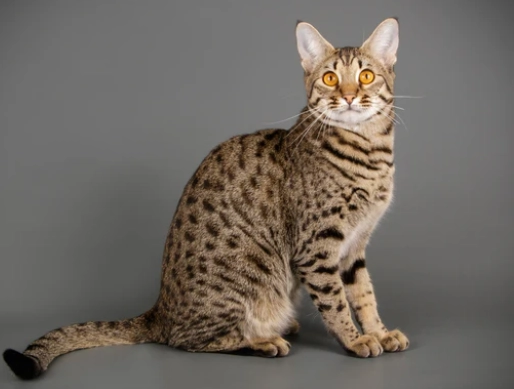 savannah cat size