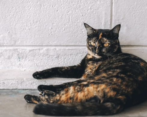 tortoiseshell cat care
