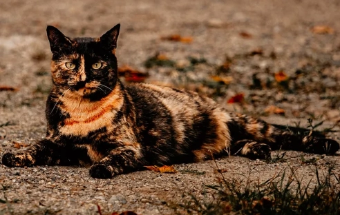 tortoiseshell cat personality