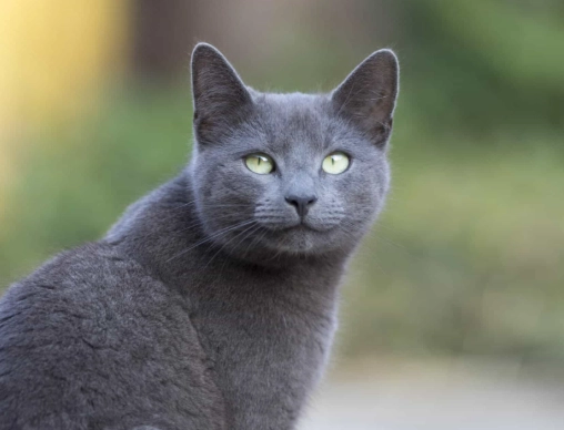 hypoallergenic cat hypoallergenic cat