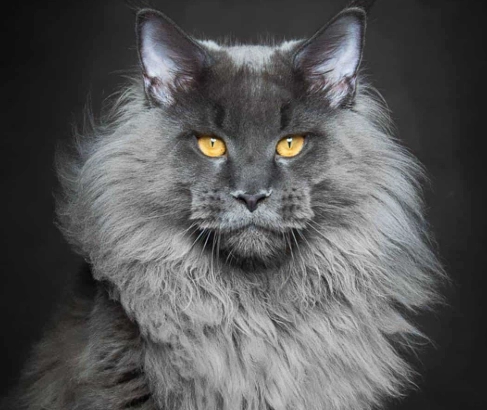 maine coon cat care