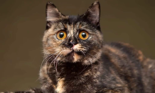 tortoiseshell cat personality