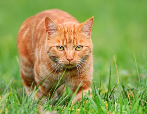 orange cat personality