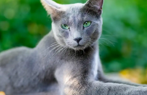 russian blue cat personality russian blue cat personality