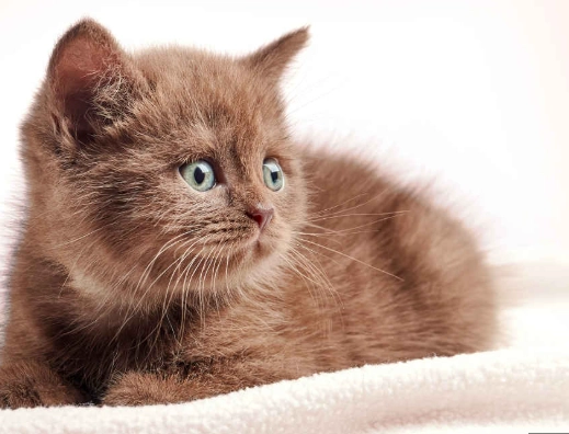brown cat breeds