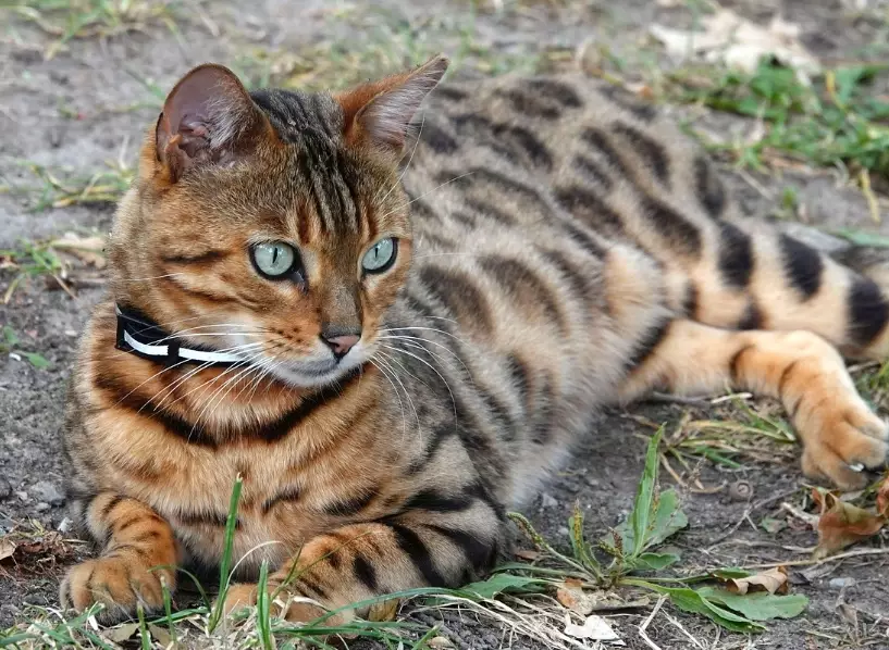 bengal cat personality bengal cat personality