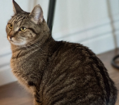 tabby cat colors tabby cat colors