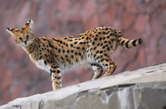savannah cat f1