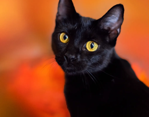 black cat superstition