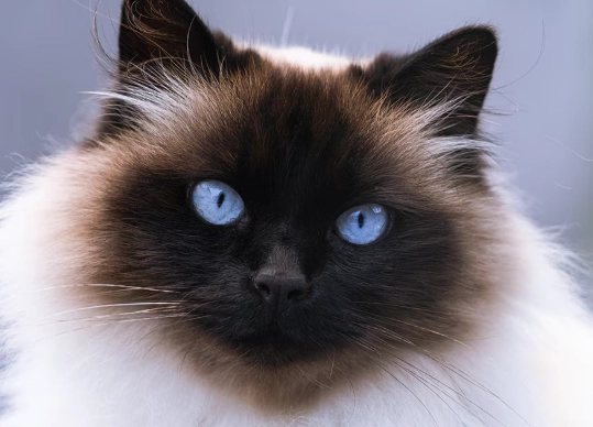 himalayan cat care