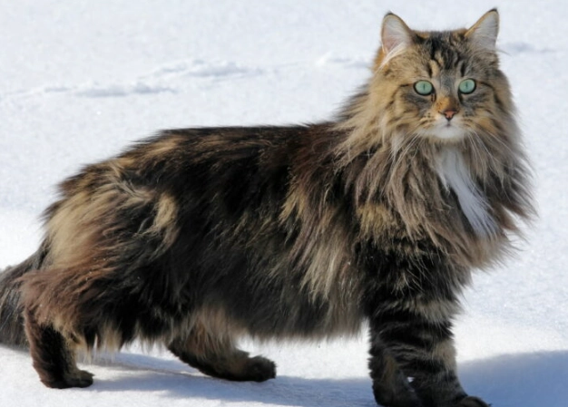 Norwegian Forest Cat personality