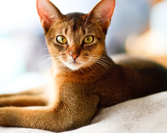 abyssinian cat personality abyssinian cat personality