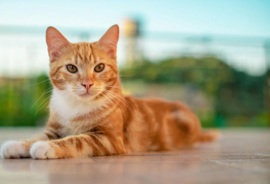 orange tabby cat facts