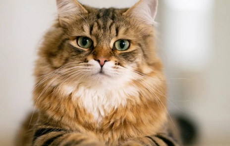 Siberian cat size Siberian cat size