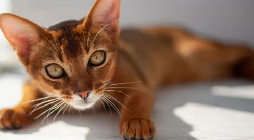 abyssinian cat care abyssinian cat care