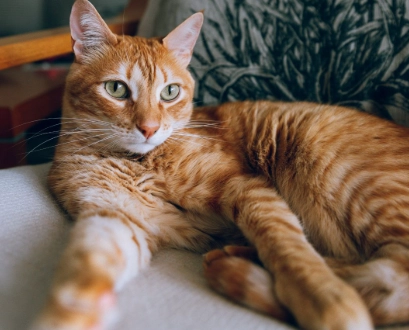 orange cat personality