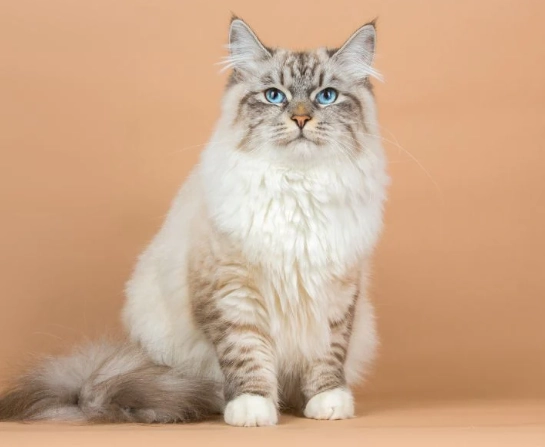 Siberian cat size Siberian cat size