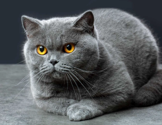British Shorthair care British Shorthair care