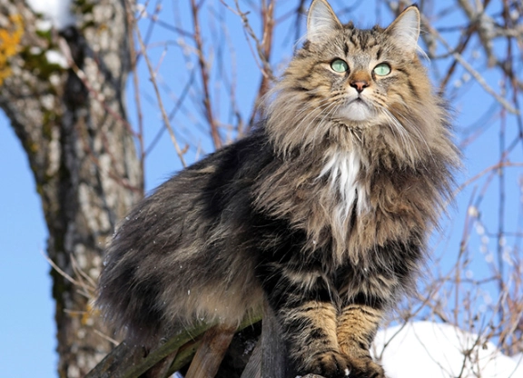 Norwegian Forest Cat personality