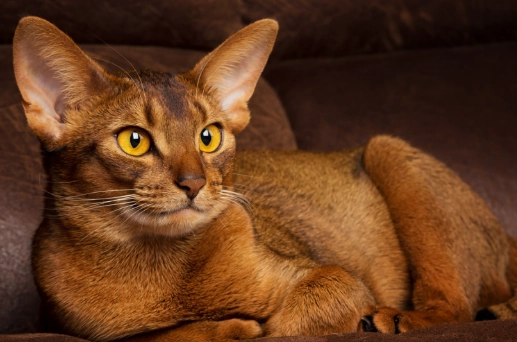 abyssinian cat personality abyssinian cat personality