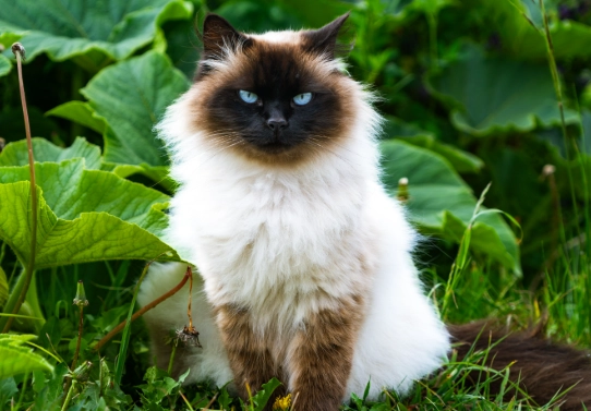 himalayan cat personality