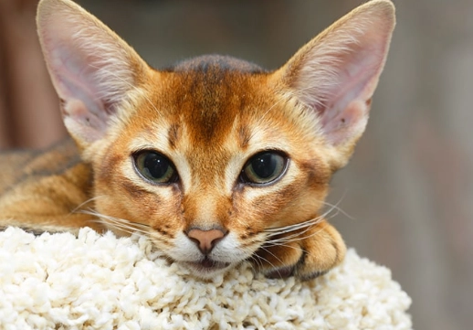 abyssinian cat care abyssinian cat care