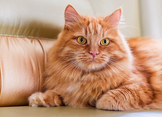orange tabby cat facts