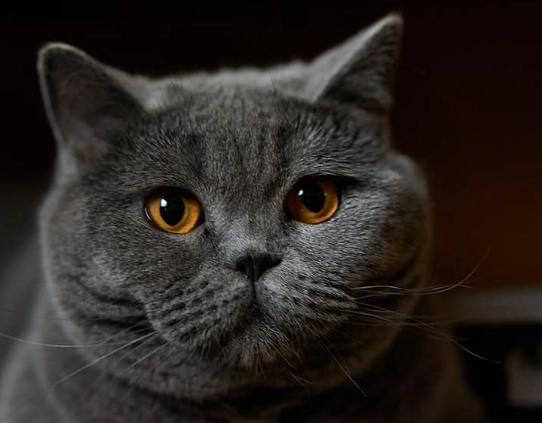 British Shorthair cat British Shorthair cat