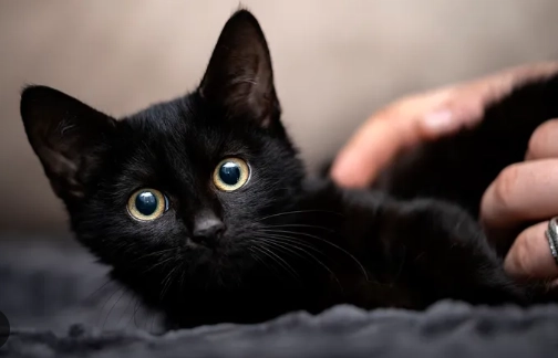 black cat breeds