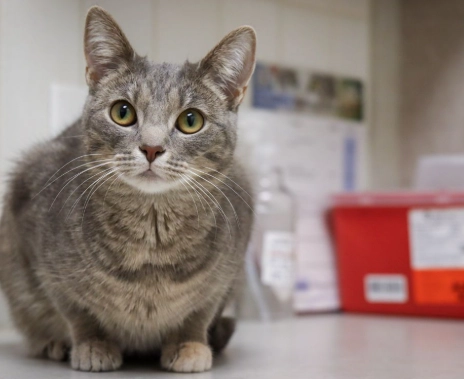 tabby cat personality tabby cat personality