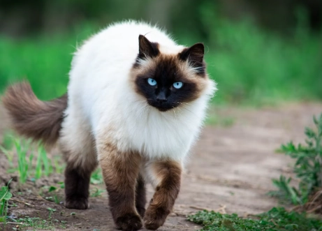 siamese cat personality