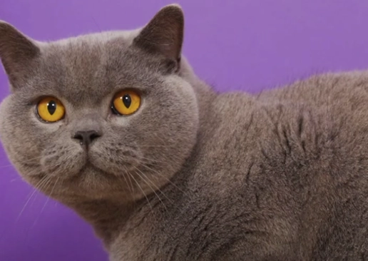 British Shorthair cat British Shorthair cat