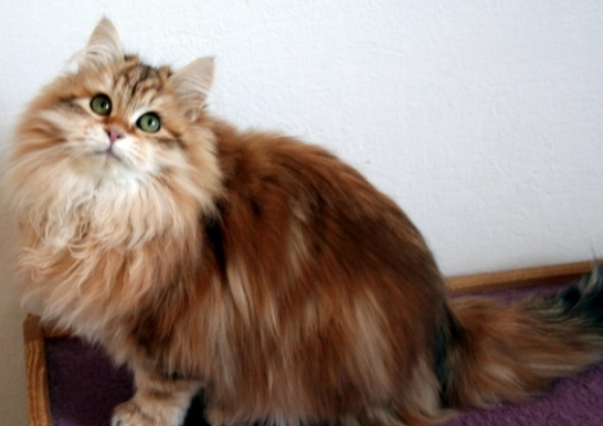 Siberian cat personality Siberian cat personality