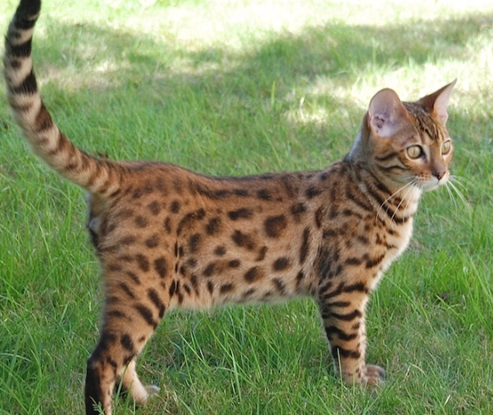 bengal cat personality bengal cat personality